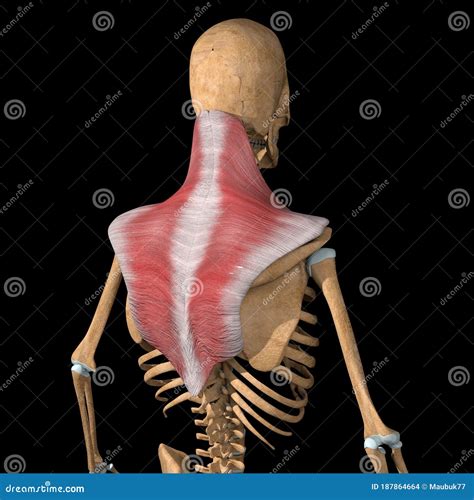 Human Trapezius Muscles On Skeleton Stock Illustration Illustration