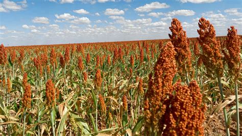 Sorgo Qu Es Para Qu Sirve Usos Y Beneficios Ecoportal Net