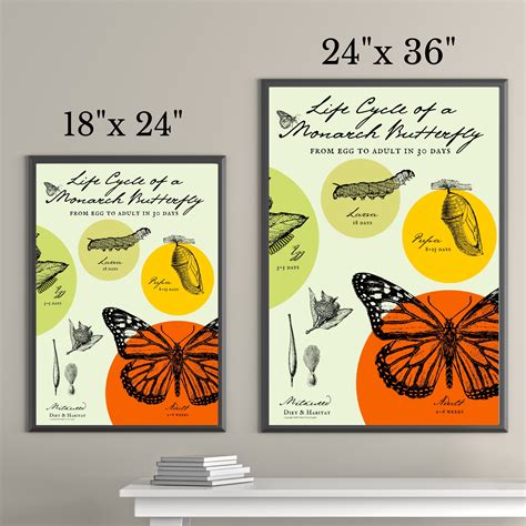 Butterfly Life Cycle Poster: Monarch Butterfly Printable Art, Biology