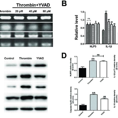 Ac YVAD Cmk Inhibited Caspase 1 Mediated Microglia Inflammation In