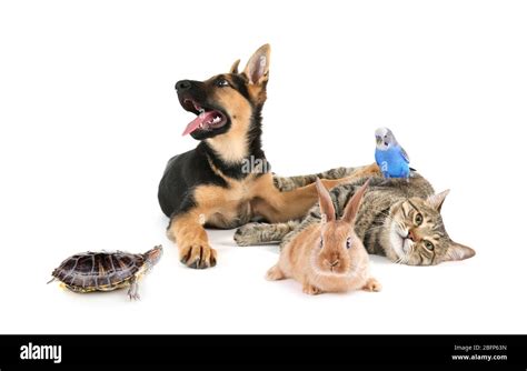 Group Of Pets On White Background Animals Friendship Stock Photo Alamy