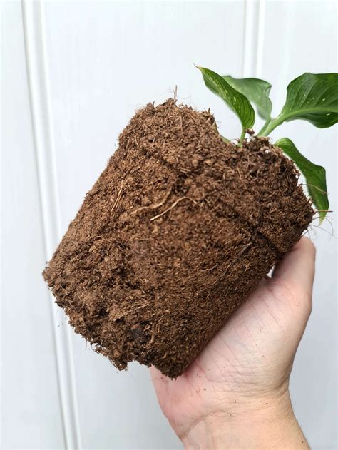 Peat Moss For Plants Benefits And Drawbacks Explained South Elmonte