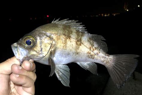 泉南と泉州で春メバルの釣れる時期は微妙に違う。と思う！遠投メバリング行ってきました。 Fishing Trip Solt Trip