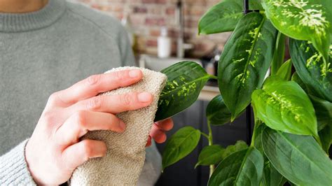 Common houseplant pests: and 6 ways to get rid of them for good | Homes & Gardens