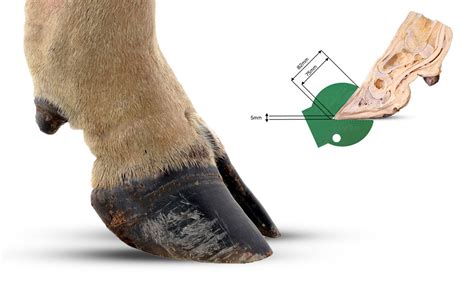 Cloven Hoof Definition Anatomy And Measurement Guide Diamond Hoof Care