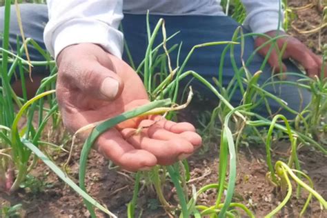 Cuaca Tak Menentu Petani Bawang Di Jombang Waswas Gagal Panen Radar