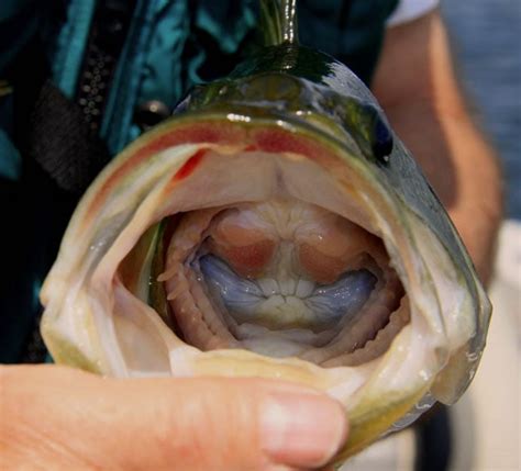 Do Bass Have Teeth How To Hold And Handle Bass Safely