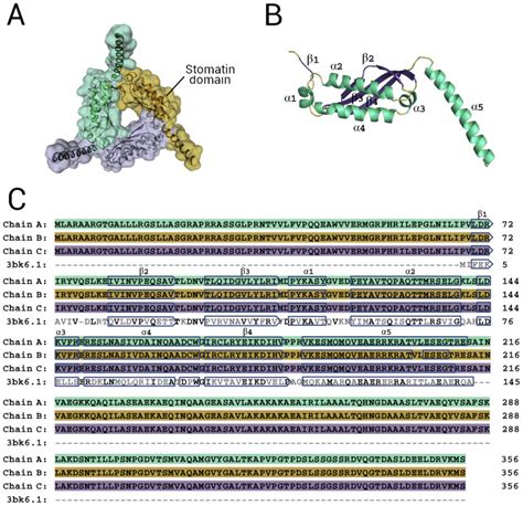 Stomatin Like Protein A Potential Target To Treat Mitochondrial