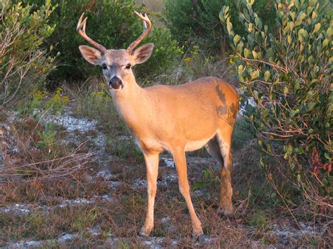 National Key Deer Refuge - 31 Photos - Landmarks & Historical Buildings ...