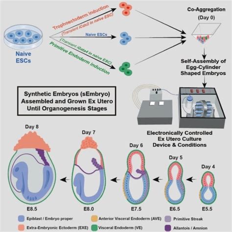 Mouse Embryo Created From Stem Cells No Sperm Egg Uterus Needed Dw