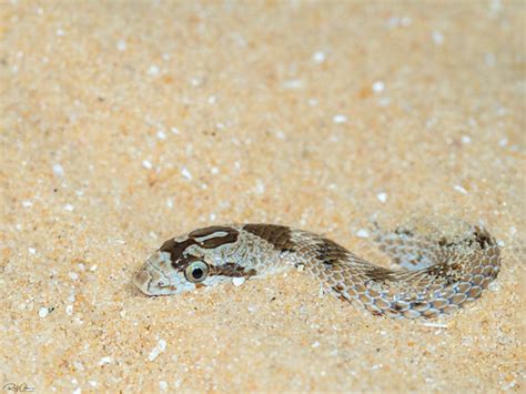 Awl headed Snake Lytorhynchus diadema נחש חולות Flickr