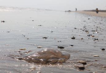 Alertan Por Presencia De Aguas Malas En Playa Miramar De Ciudad Madero