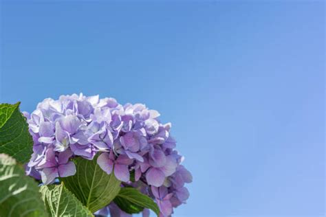 Lavender Hydrangea Stock Photos Pictures And Royalty Free Images Istock