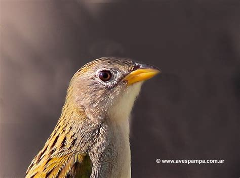 Coludo Grande Emberizoides Herbicola Aves Argentinas