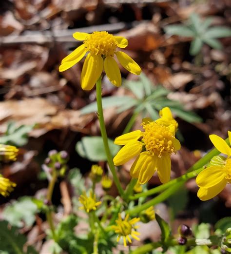 American Groundsels And Ragworts From New Augusta IN 46278 USA On