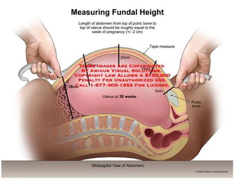 How To Feel If The Cervix Is Dilated Big Deal E Zine Picture Archive