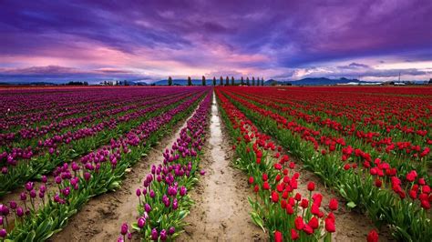 Sky Field Purple Sky Flower Field Tulip Field Spring Tulip