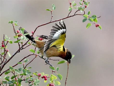 Black-headed Grosbeak - NestWatch