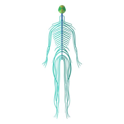 Png Nervous System Transparent Nervous Systempng Images Pluspng