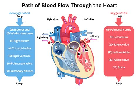 Path of Blood Through the Heart