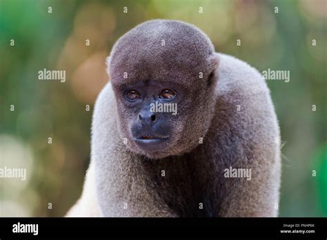 Gemeiner Wolliger Affe Fotos Und Bildmaterial In Hoher Aufl Sung Alamy