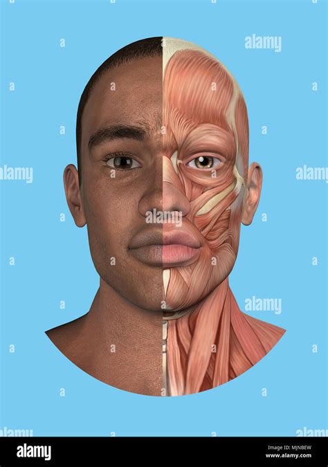 Anatomie humaine muscles de face Banque de photographies et dimages à