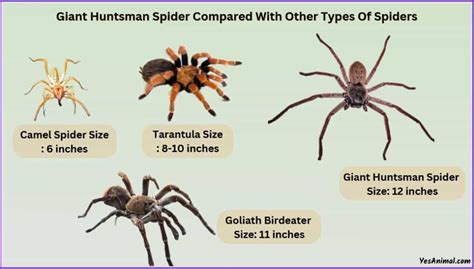 Giant Huntsman Spider Size: Compared With Other Spiders