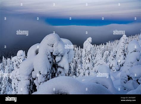 Frozen Spruce Trees Covered With Snow Under The Cloudy Sky At Dusk