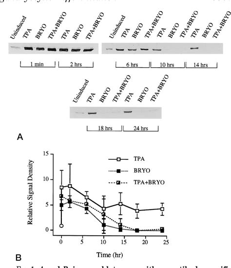 Figure 1 From Sustained Activation Of The Extracellular Signal Regulated Kinase Mitogen