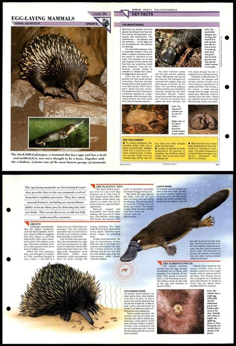 egg laying mammals list    egg laying mammals steemit