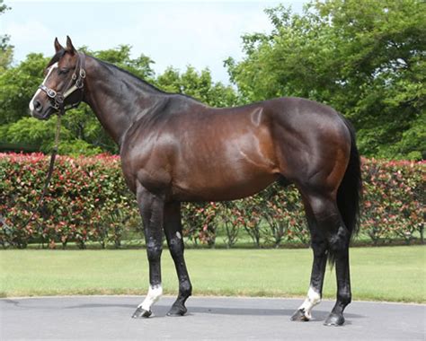 Showcasing - Stallion | Breednet