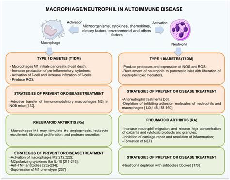 A Simplified Schematic Of The Role Of Macrophage Neutrophil In