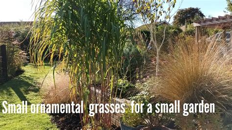 Small Ornamental Grasses For A Small Garden Youtube