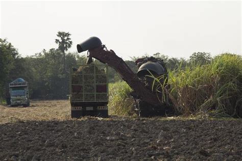 Sugarcane Harvest Stock Photos, Images and Backgrounds for Free Download