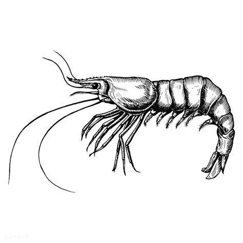 Hand Drawn Shrimp Isolated Premium Image By How To