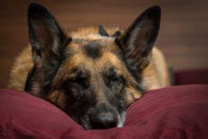 Pourquoi Mon Chien Dort Il Entre Moi Et Mon Mari Ou Ma Femme Chienino