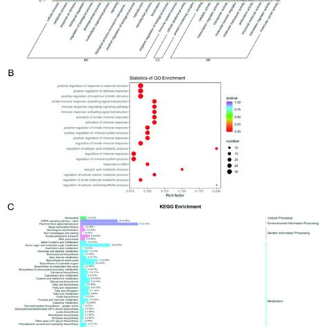 Go And Kegg Enrichment Analysis Of Differentially Expressed Genes In