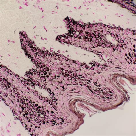 Fontana Masson R Histology