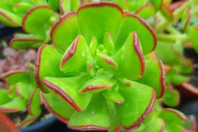 Graptosedum Bronze Gu A De Cuidados Y Reproducci N