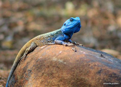 Southern Tree Agama Hes Got The Blues Nambiti Game Reserve