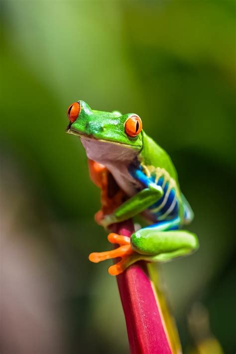 Most Colorful Frogs In The World