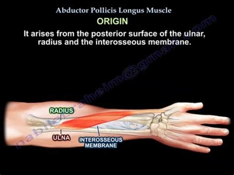 Musculus Abductor Pollicis Longus - Captions Beautiful