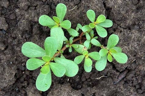 How to Plant and Grow Purslane | Gardener’s Path