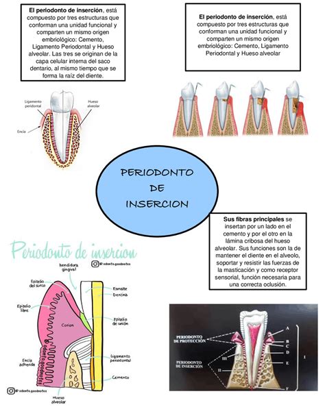 Mapa Conceptual De Periodonto De Inserci N Apuntes De Salud P Blica