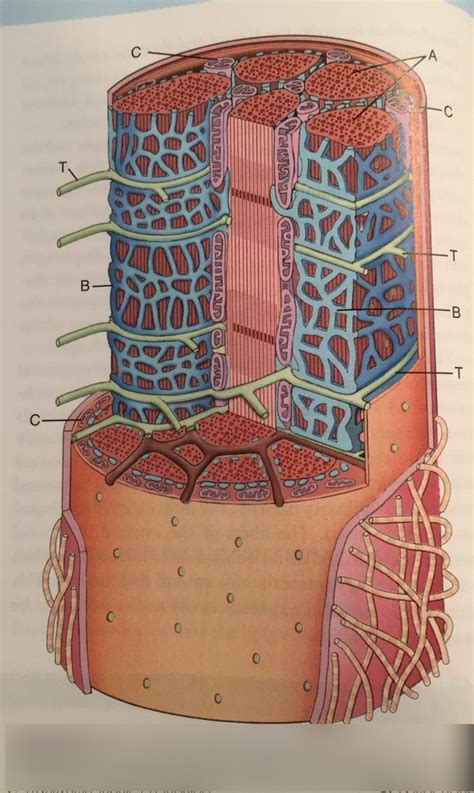 skeletal cell anatomy diagram diagram quizlet
