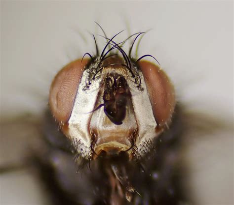 Panzeria Intermedia Female Face Kenfig Dunes Glamorgan Flickr