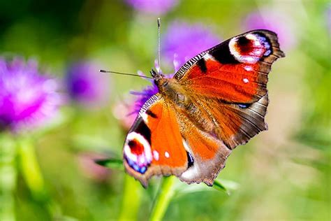 British Butterflies Identification Guides Bird Spot