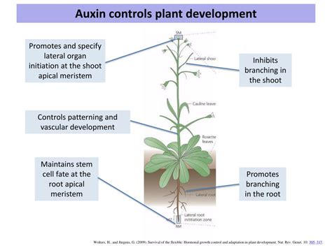 PPT - Auxin PowerPoint Presentation, free download - ID:2381996