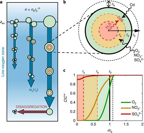 Particle Size Spectrum And Microenvironment Model Schematic A The Download Scientific Diagram