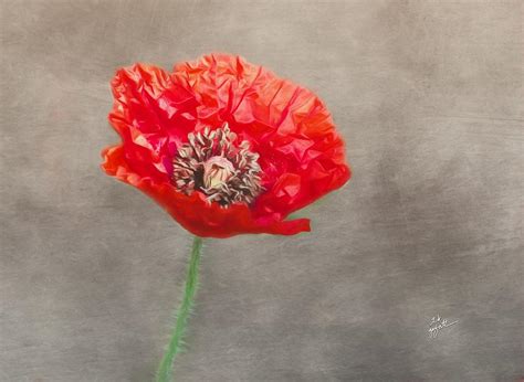 Red Poppy On Gray Photograph By TK Goforth Fine Art America